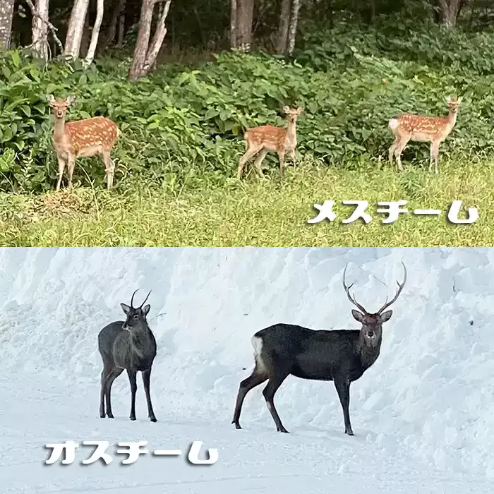 野生動物の写真