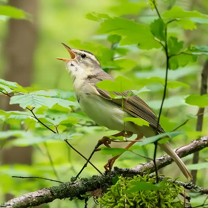 鳥の写真