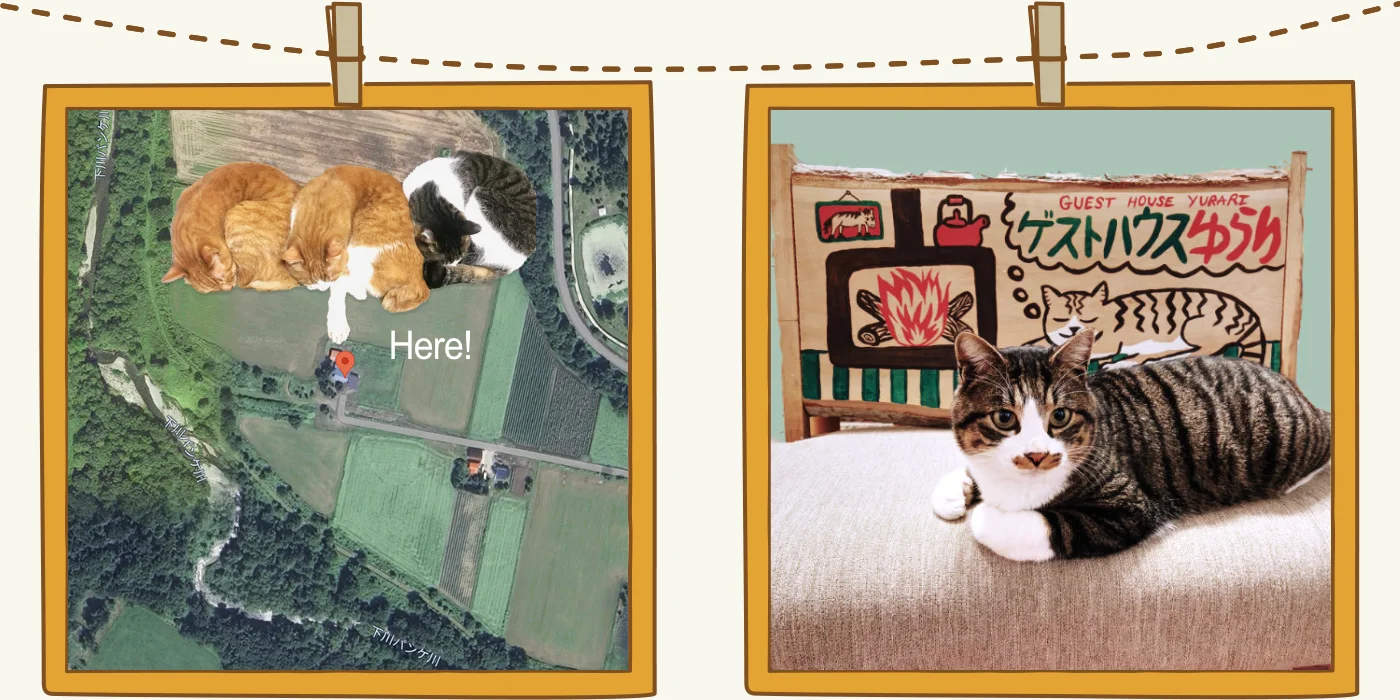 slide_cat